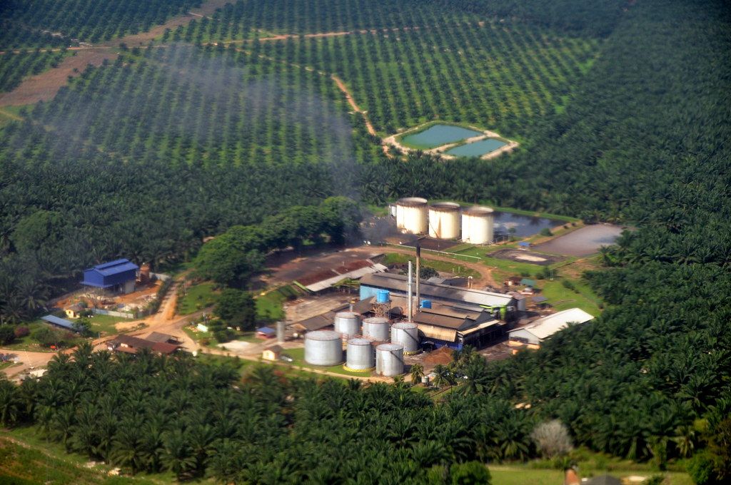 Pigging out on palm oil