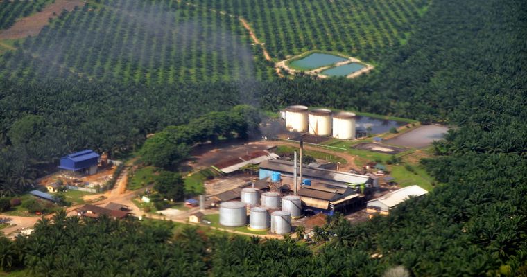 Pigging out on palm oil